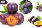 Plum Fruit in Marathi: प्लम फळाची संपूर्ण माहिती, प्राचीन इतिहास, पोषणमूल्ये आणि उपयोग