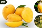 हापूस आंब्याची संपूर्ण माहिती: Hapus Mango Information in Marathi