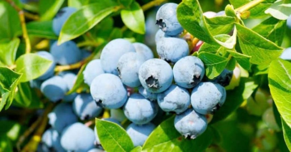 Blueberry Fruit in Marathi: ब्लूबेरी फळाची संपूर्ण माहिती, निसर्गाचा निळा मोती