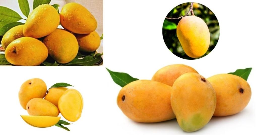 हापूस आंब्याची संपूर्ण माहिती: Hapus Mango Information in Marathi