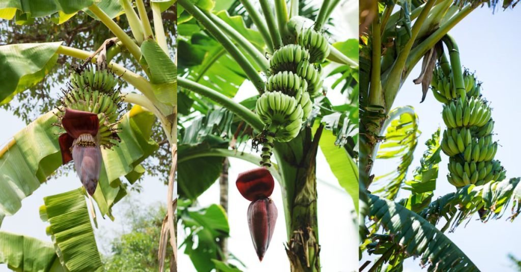 केळी फळाची संपूर्ण माहिती: Banana Fruit Information in Marathi