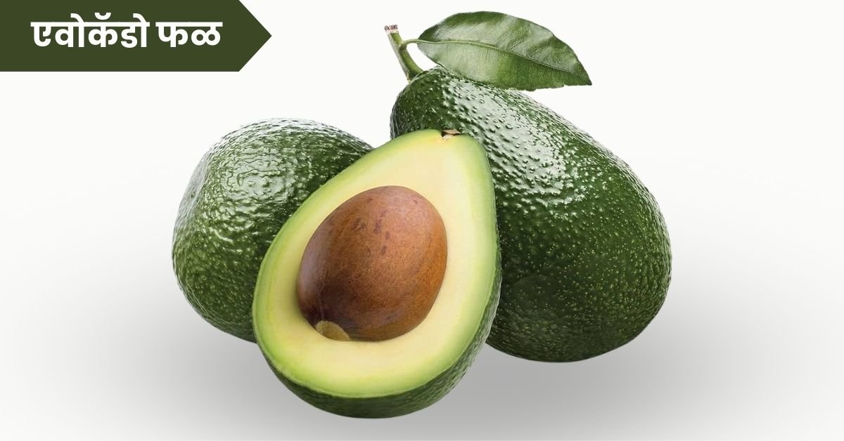 Avocado Fruit Information in Marathi: निसर्गाची देणगी असलेले आरोग्यदायी फळ – वाचा संपूर्ण माहिती