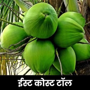 ईस्ट कोस्ट टॉल