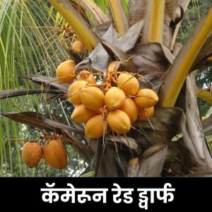 कॅमेरून रेड ड्वार्फ