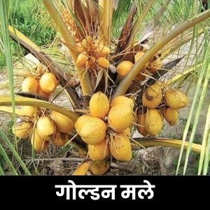 गोल्डन मले