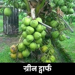 ग्रीन ड्वार्फ