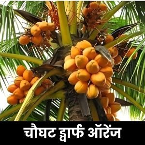 चौघट ड्वार्फ ऑरेंज