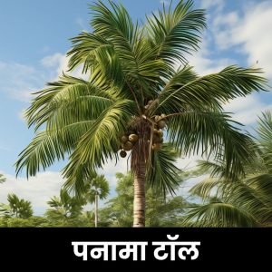 पनामा टॉल