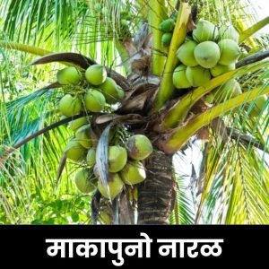 माकापुनो नारळ (फिलिपिन्स)