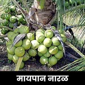 मायपान नारळ