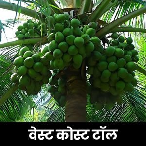 वेस्ट कोस्ट टॉल