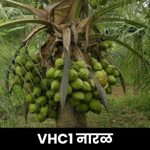 VHC1 नारळ