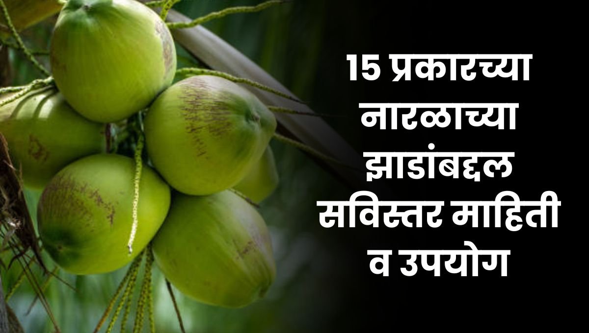15 Types of Coconut Trees: १५ प्रकारच्या नारळाच्या झाडांबद्दल सविस्तर माहिती व उपयोग