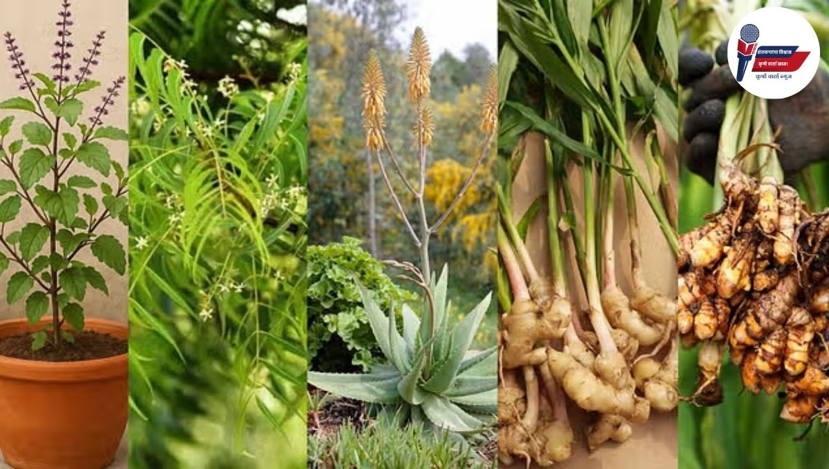 Best Medical Plant: निरोगी आरोग्यासाठी घरगुती खजिना: या ५ औषधीय वनस्पती ठेवतील तुम्हाला निरोगी
