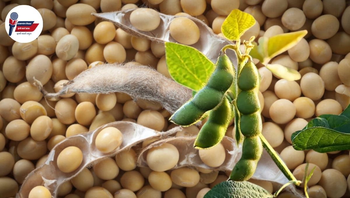 Soybean Bajar Bhav: सोयाबीन बाजारभाव, २१ जून २०२५ रोजी महाराष्ट्रातील दरात चढ-उतार, जाणून घ्या तुमच्या जिल्ह्यातील भाव