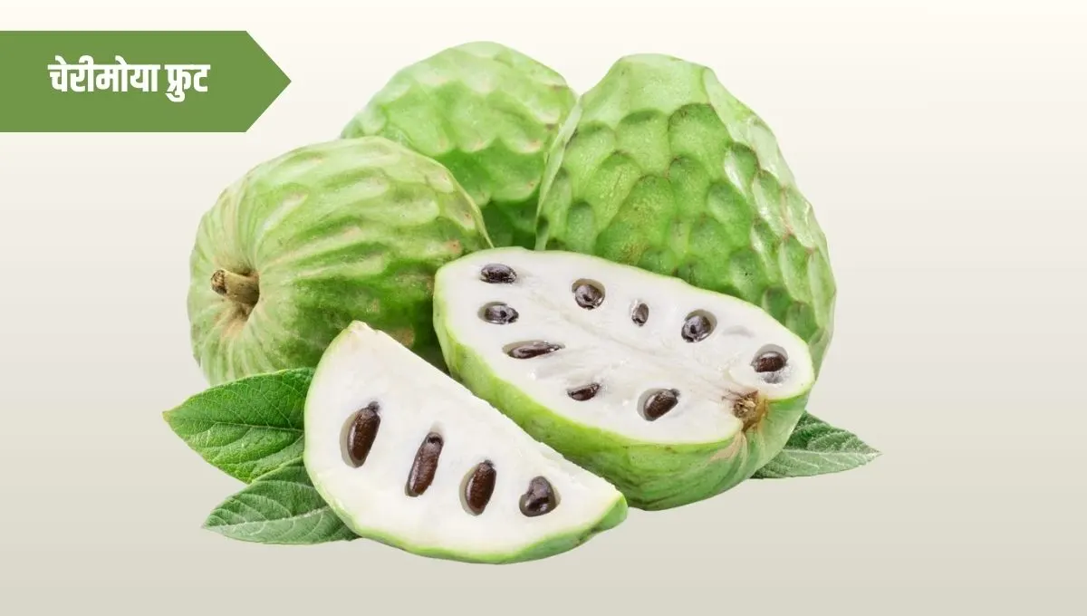 Cherimoya Fruit Information in Marathi | चेरीमोया फळाची मराठीत संपूर्ण माहिती