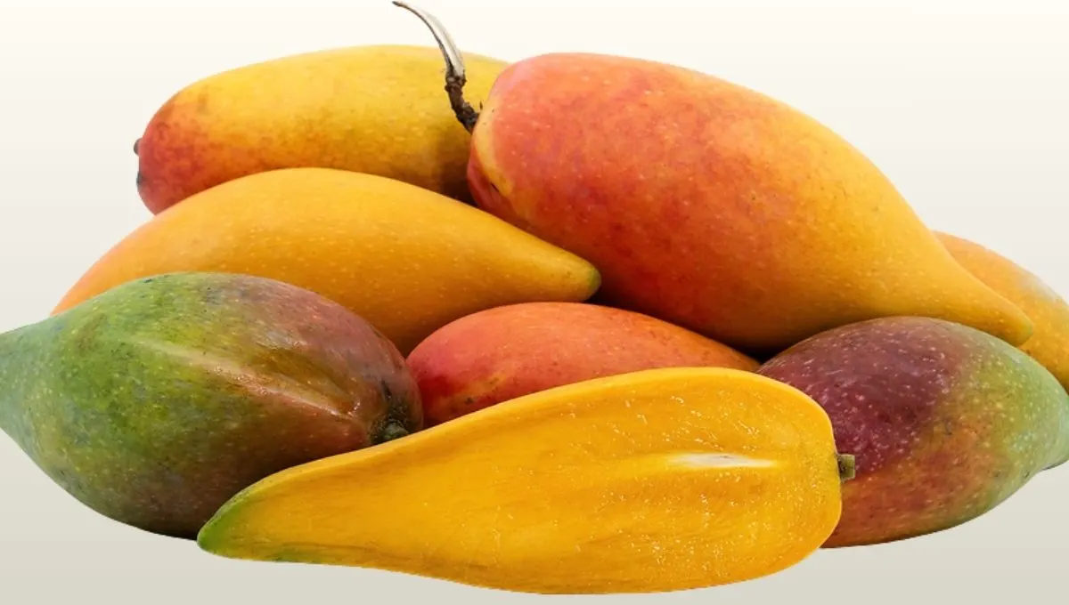 Chili mango information in marathi: जाणून घ्या मिरची आंबा या रसाळ आणि मसालेदार आंब्याची माहिती, फायदे आणि किंमत