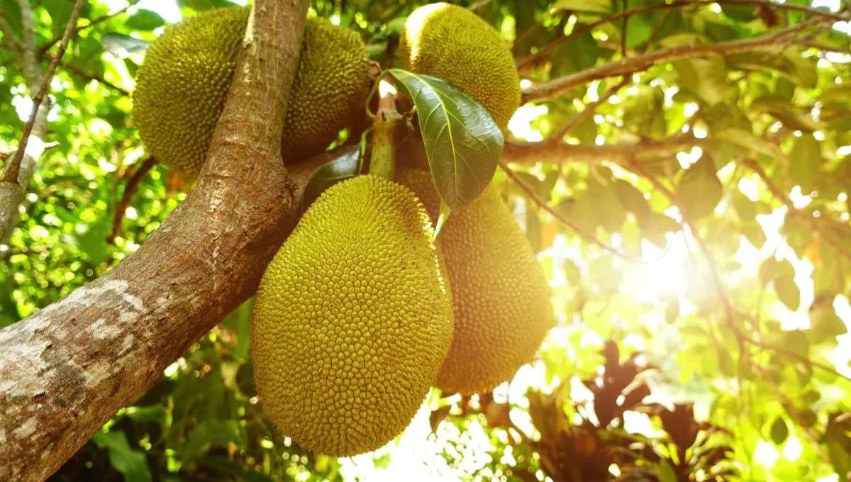 Jackfruit tree information in marathi: जाणून घ्या फणसाच्या झाडाबद्दल संपूर्ण माहिती आणि काही त्याबद्दल काही रोचक तथ्ये!