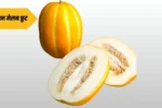 Korean Melon Information in Marathi: कोरियन मेलन बद्दल माहिती: रसाळ आणि गोड फळाची ओळख