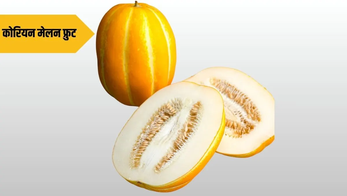Korean Melon Information in Marathi: कोरियन मेलन बद्दल माहिती: रसाळ आणि गोड फळाची ओळख