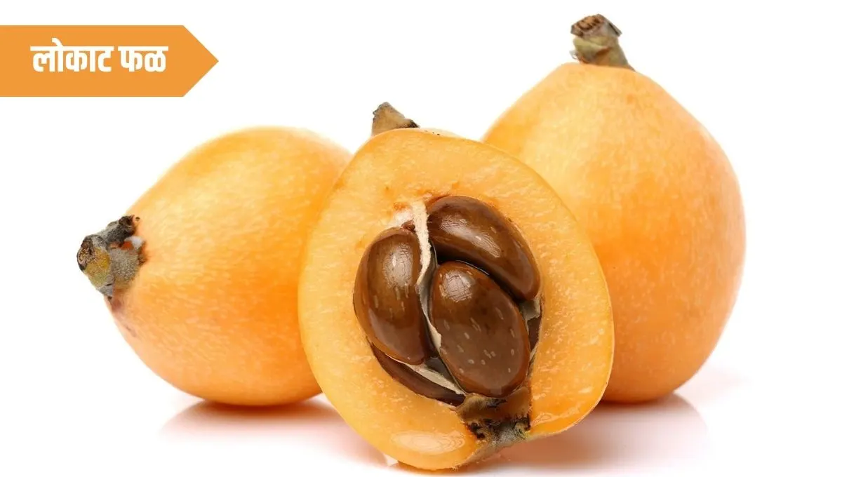 Loquat Fruit Health Benefits in Marathi: जापानी मेदळारची जादू आणि रोजच्या जीवनातील उपयोगात येणार फळ!