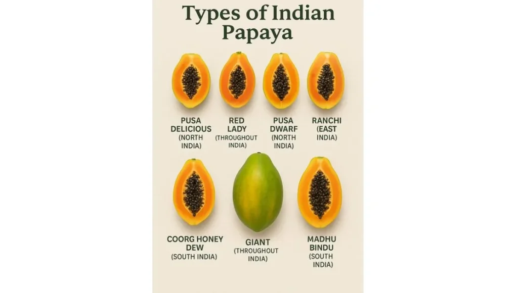 Types of India Papaya.