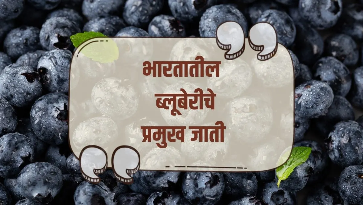 Types of Blueberry in India: भारतातील ब्लूबेरीचे विविध प्रकार योग्य जाती निवडून भरपूर उत्पन्न मिळवा!