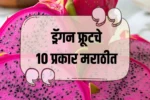 Types of Dragon Fruit in India: ड्रॅगन फ्रूटचे 10 प्रकार मराठीत जाणून घ्या संपूर्ण माहिती!