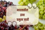 Types of Grapes in India: भारतातील द्राक्षांच्या विविध प्रकार, शेती आणि आरोग्यासाठी उत्तम निवडी