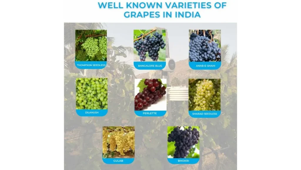 Well Known Varieties of Grapes.