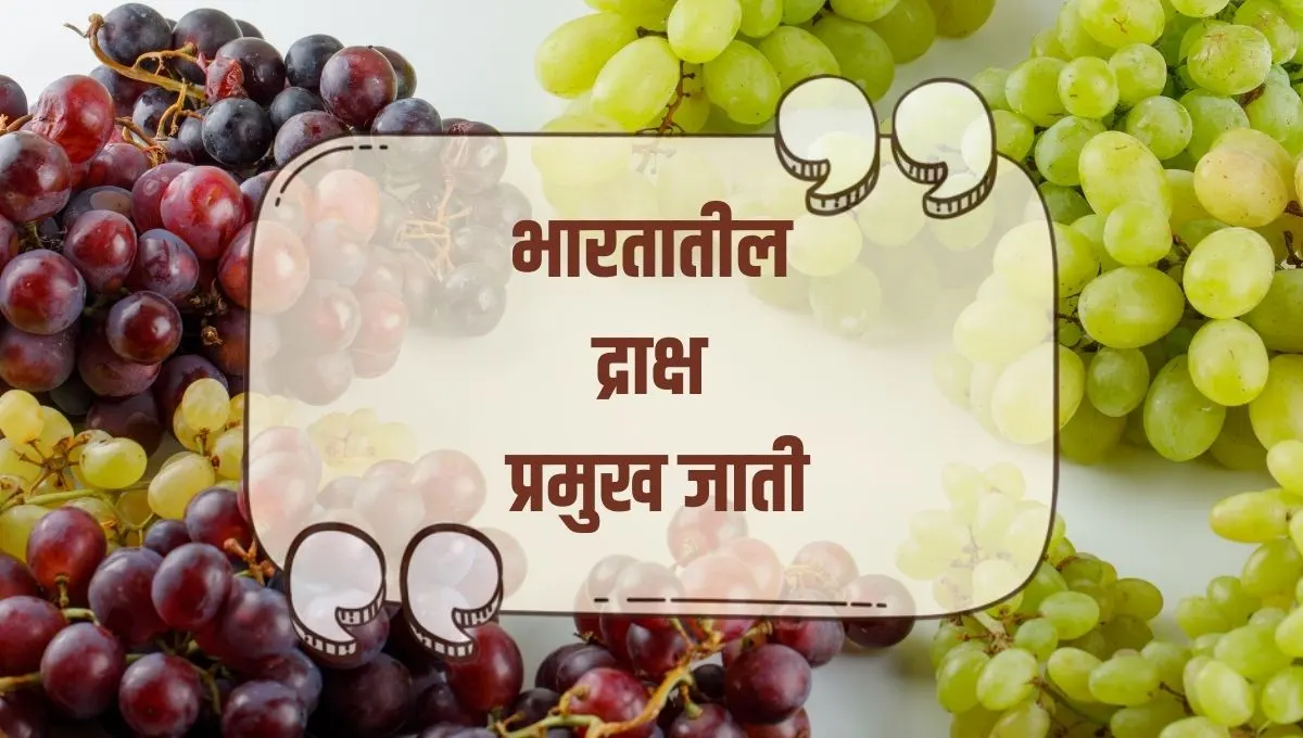 Types of Grapes in India: भारतातील द्राक्षांच्या विविध प्रकार, शेती आणि आरोग्यासाठी उत्तम निवडी
