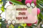 Types of Litchi in India: भारतातील लिचीच्या विविध प्रकार, गोड चवीचे फळ!