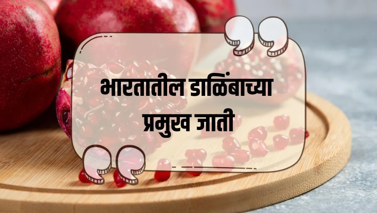 Types of Pomegranate in India: भारतातील डाळिंबाच्या प्रमुख प्रकारांची ओळख आरोग्यदायी फायदे!