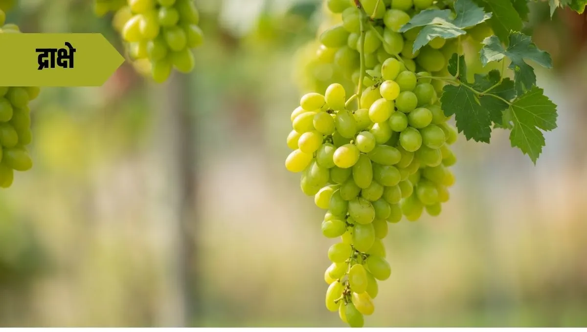 Health Benefits of Grapes: द्राक्ष खाण्याचे आरोग्यदायी फायदे आणि पोषणमूल्ये