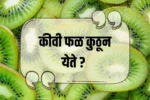 Where Does Kiwi Fruit Come From: कीवी फळ कुठून येते? चीनपासून न्यूझीलंडपर्यंतचा रोचक इतिहास आणि आरोग्य फायदे जाणून घ्या!