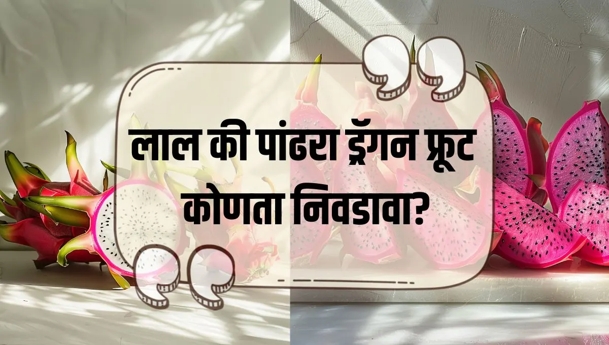 Which Dragon Fruit is Best Red or White: लाल की पांढरा ड्रॅगन फ्रूट कोणता निवडावा?